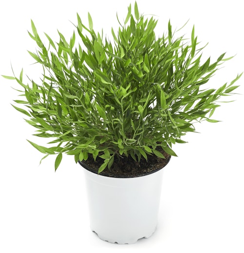 Bilde: © FreshFlowers / Kolonial.no FreshFlowers Bambus Monica 30-40cm høy, 1 stk