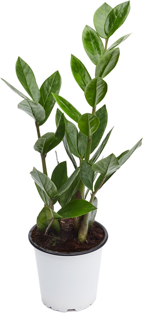 Bilde: © FreshFlowers / Oda FreshFlowers Zamioculas 20-40 cm høy. 12 cm potte