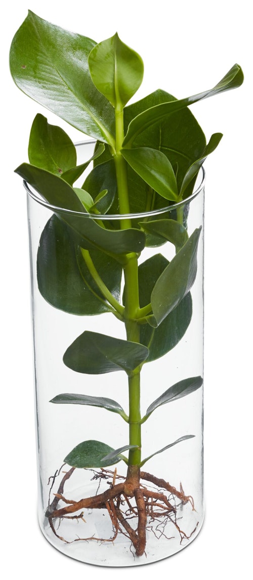 Bilde: © FreshFlowers / Oda FreshFlowers Vannplante og Glassvase Clusia Princess 25cm, 1 stk