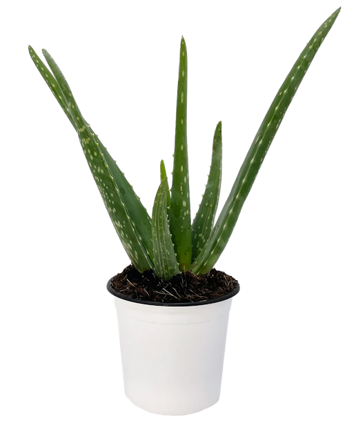 Bilde: © FreshFlowers / Kolonial.no FreshFlowers Aloe Vera 30cm, 1 stk
