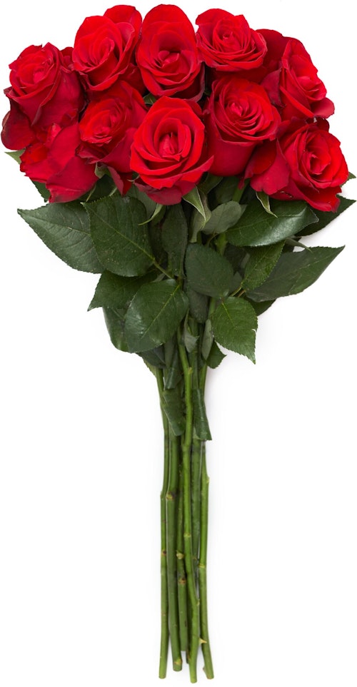 FreshFlowers Roser Rød 50 cm