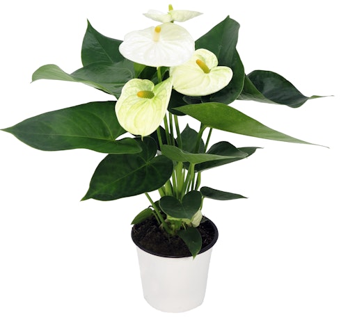 Bilde: © FreshFlowers / Kolonial.no FreshFlowers Anthurium 'Mont Blanc' Hvit 40cm, 1 stk