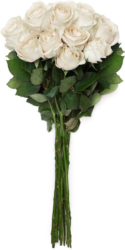Bilde: © FreshFlowers / Oda FreshFlowers Roser Hvit 50 cm