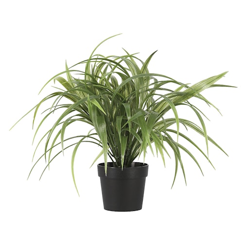 Bilde: © Clas Ohlson / Oda Clas Ohlson Naturtro gressplante Høyde 35cm, 1 stk