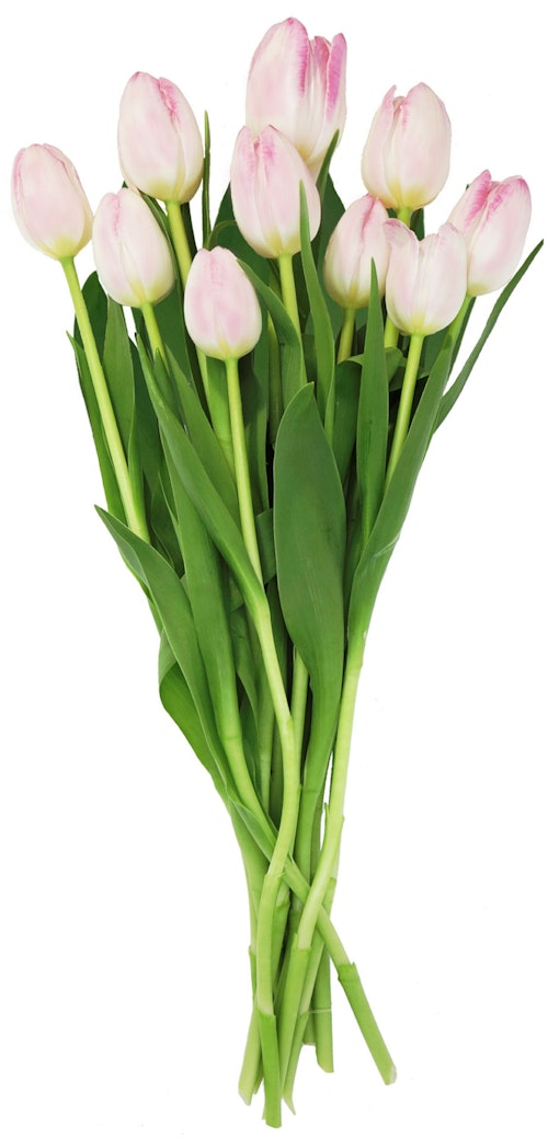Bilde: © FreshFlowers / Kolonial.no FreshFlowers Tulipaner Rosa 10pk 1 stk