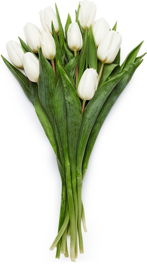 FreshFlowers Tulipaner Hvit