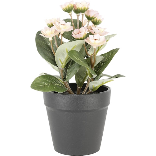 Bilde: © Clas Ohlson / Oda Clas Ohlson Naturtro miniplante med rosa blomst 1 stk