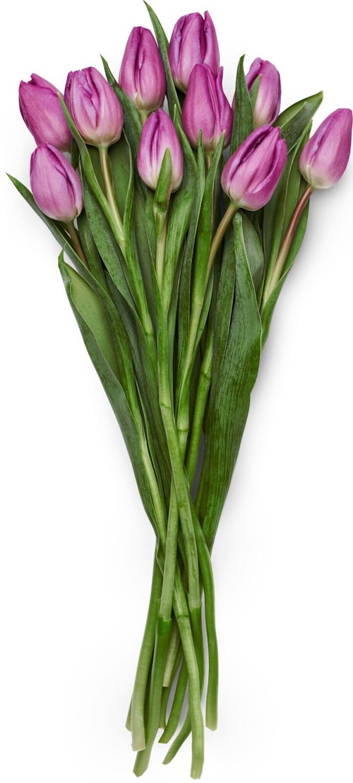 Bilde: © FreshFlowers / Oda FreshFlowers Lilla Tulipaner