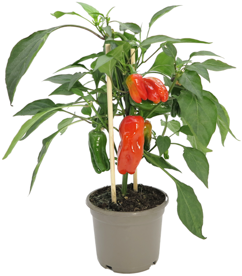 Bilde: © FreshFlowers / Kolonial.no FreshFlowers Snackspaprika Rød 45 cm, 1 stk