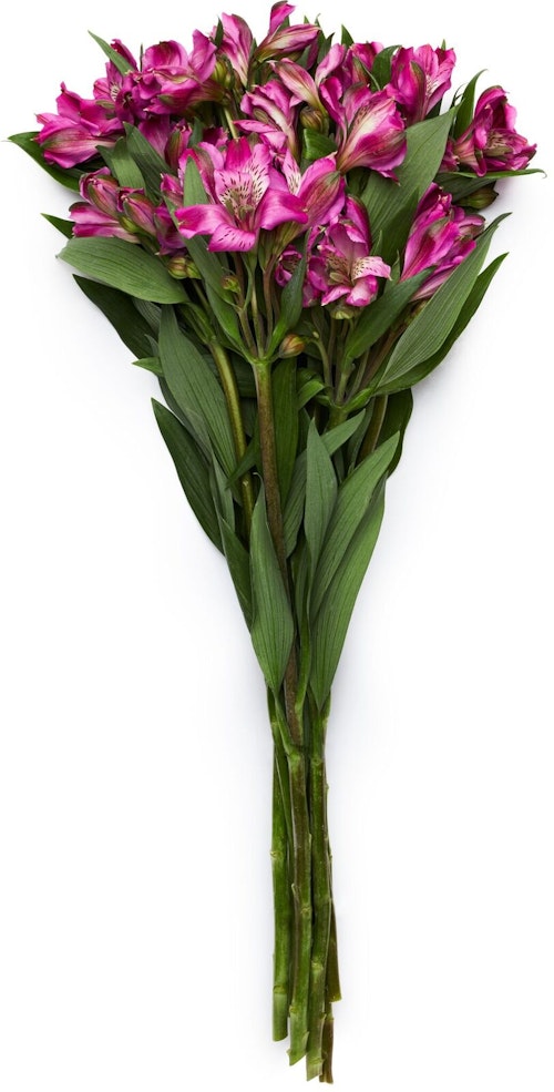 Bilde: © FreshFlowers / Oda FreshFlowers Inkalilje Lilla 45 cm