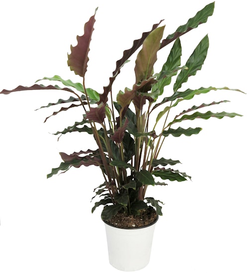 Bilde: © FreshFlowers / Kolonial.no FreshFlowers Calathea 35cm 30-40cm høy, 1 stk