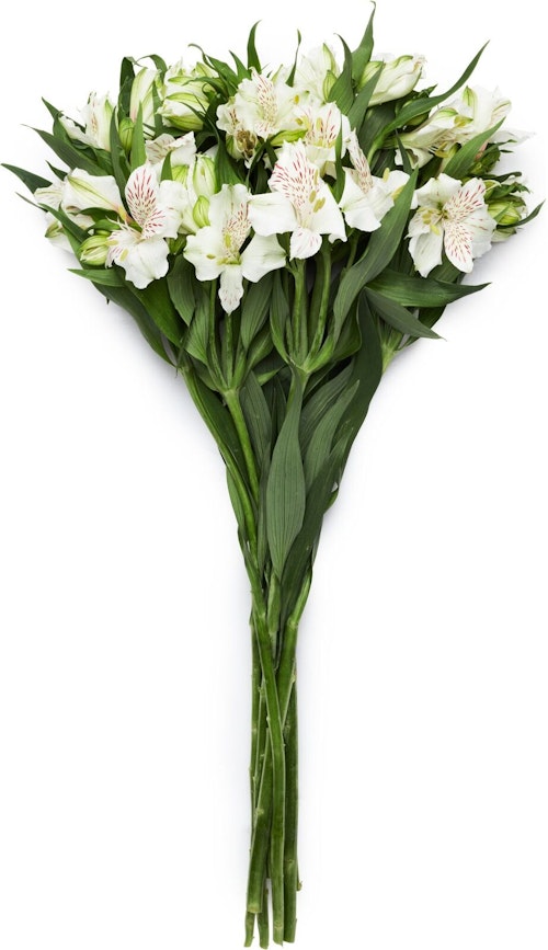 Bilde: © FreshFlowers / Oda FreshFlowers Inkalilje Hvit 45 cm, 8 stk