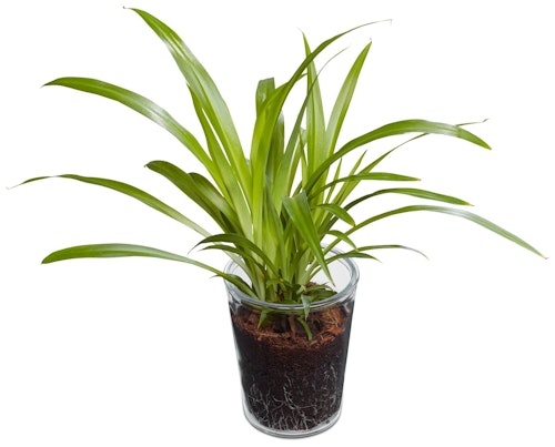 Bilde: © FreshFlowers / Kolonial.no FreshFlowers Chloro Lemon og glasspotte 20-40 cm høy. 12 cm potte, 1 stk