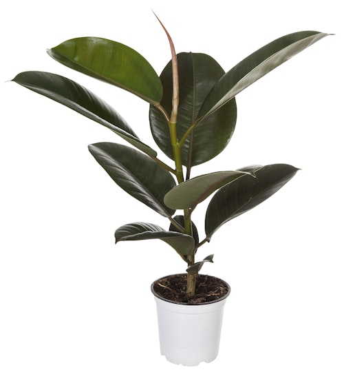 Bilde: © FreshFlowers / Oda FreshFlowers Gummifiken 20-40 cm høy. 12 cm potte