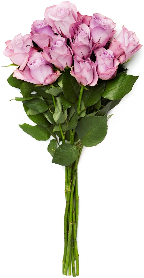 Bilde: © FreshFlowers / Oda FreshFlowers Roser ‘Nightingale’ Lilla 50 cm