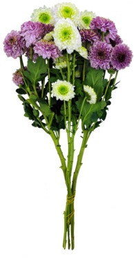 Bilde: © FreshFlowers / Oda FreshFlowers Krysantemum Mix 45 cm, 6 stk