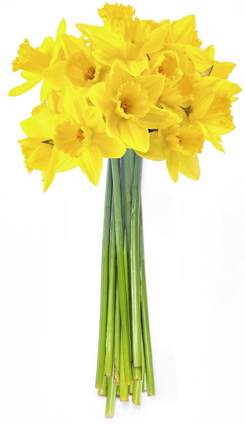 Bilde: © FreshFlowers / Oda FreshFlowers Påskeliljer