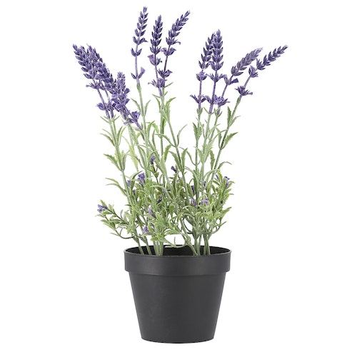 Bilde: © Clas Ohlson / Oda Clas Ohlson Naturtro lavendelplante Høyde 36cm