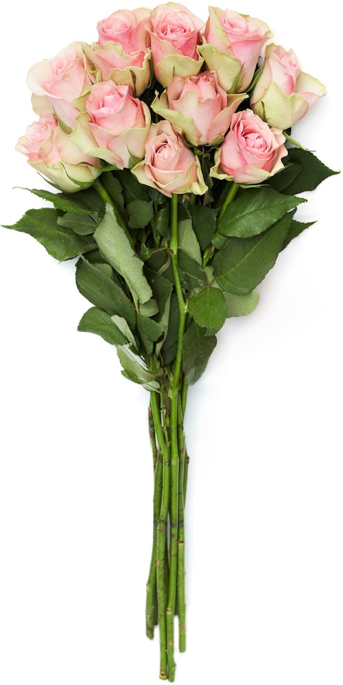 Bilde: © FreshFlowers / Oda FreshFlowers Roser Belle Rose 50 cm