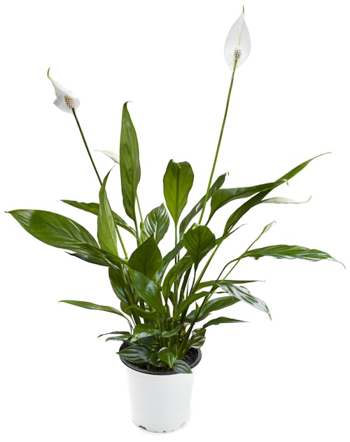 Bilde: © FreshFlowers / Oda FreshFlowers Fredslilje 20-40 cm høy. 12 cm potte