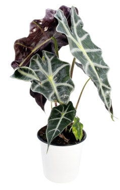 Bilde: © FreshFlowers / Oda FreshFlowers Alocasia 1 stk