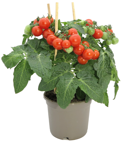 Bilde: © FreshFlowers / Kolonial.no FreshFlowers Cherrytomatplante 45 cm, 1 stk
