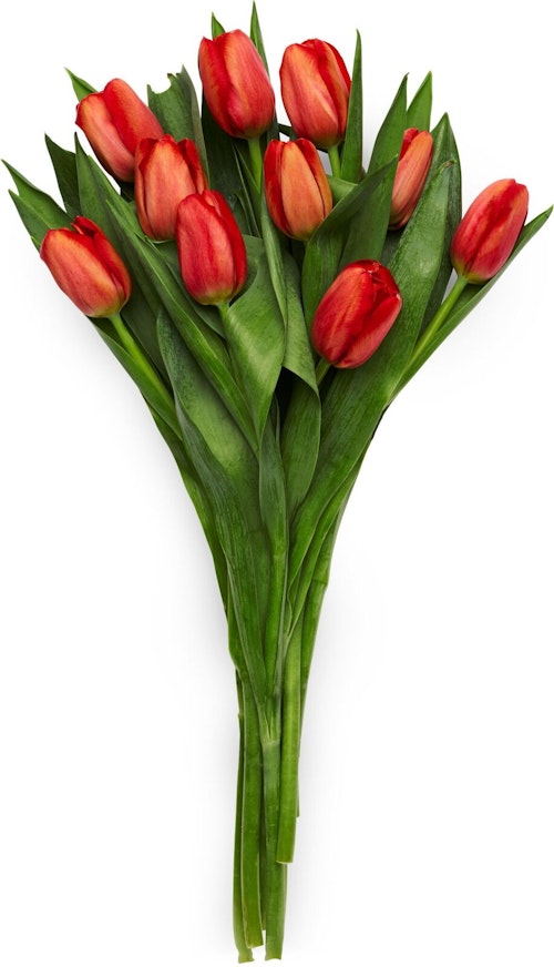 Bilde: © FreshFlowers / Oda FreshFlowers Tulipaner Rød