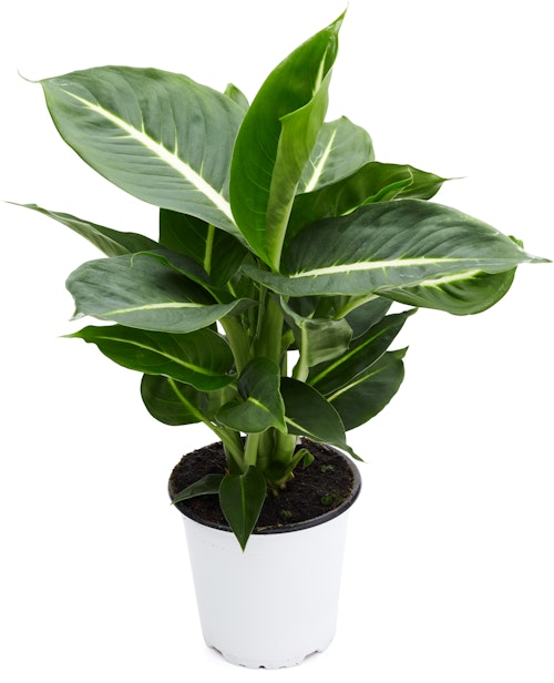 Bilde: © FreshFlowers / Kolonial.no FreshFlowers Dieffenbachia 20-40 cm høy. 12 cm potte, 1 stk