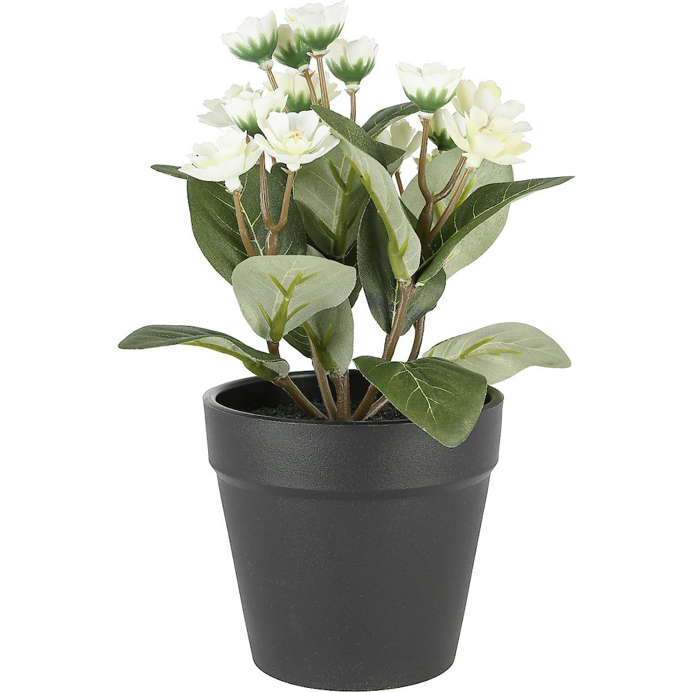 Clas Ohlson Naturtro miniplante med hvit blomst