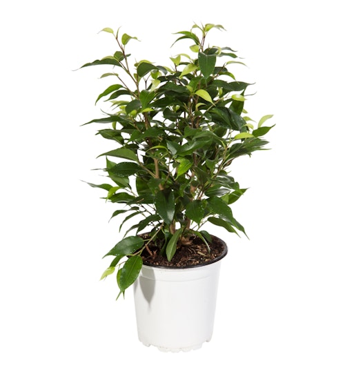Bilde: © FreshFlowers / Kolonial.no FreshFlowers Ficus Natasja 20-40 cm høy. 12 cm potte, 1 stk