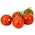 Tomater i klase Belgia / Nederland