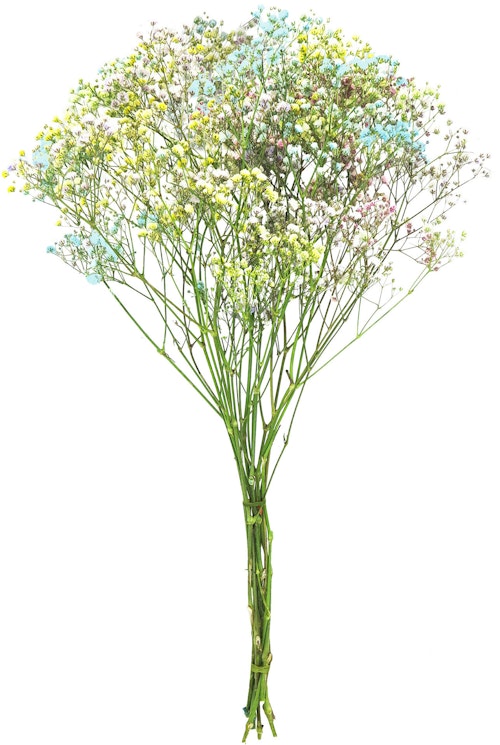 Bilde: © FreshFlowers / Oda FreshFlowers Candy floss 50 cm, 5 stk