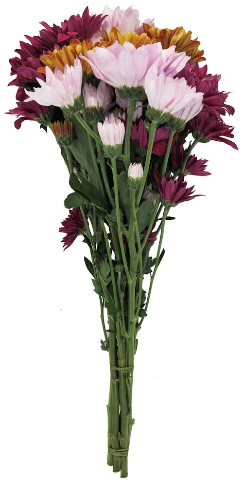 Bilde: © FreshFlowers / Kolonial.no FreshFlowers Krysantemum Mix 45 cm, 6 stk