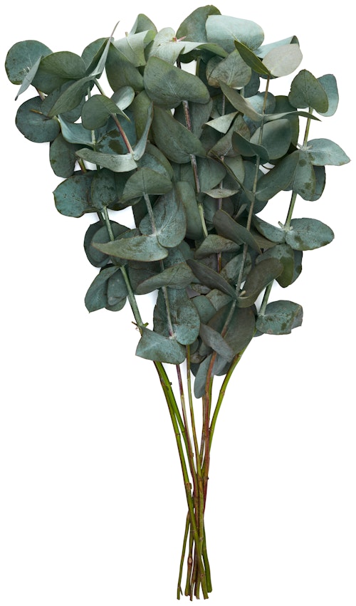 Bilde: © FreshFlowers / Oda FreshFlowers Eucalyptus 45cm