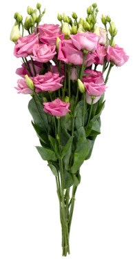 Bilde: © FreshFlowers / Oda FreshFlowers Lisianthus 4 stk