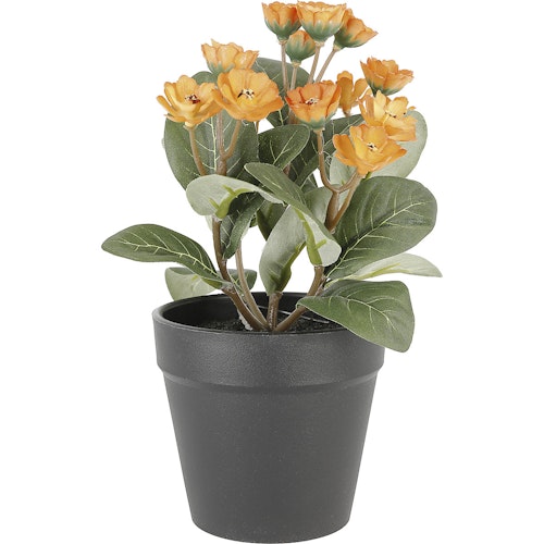 Bilde: © Clas Ohlson / Oda Clas Ohlson Naturtro miniplante med orange blomst 1 stk